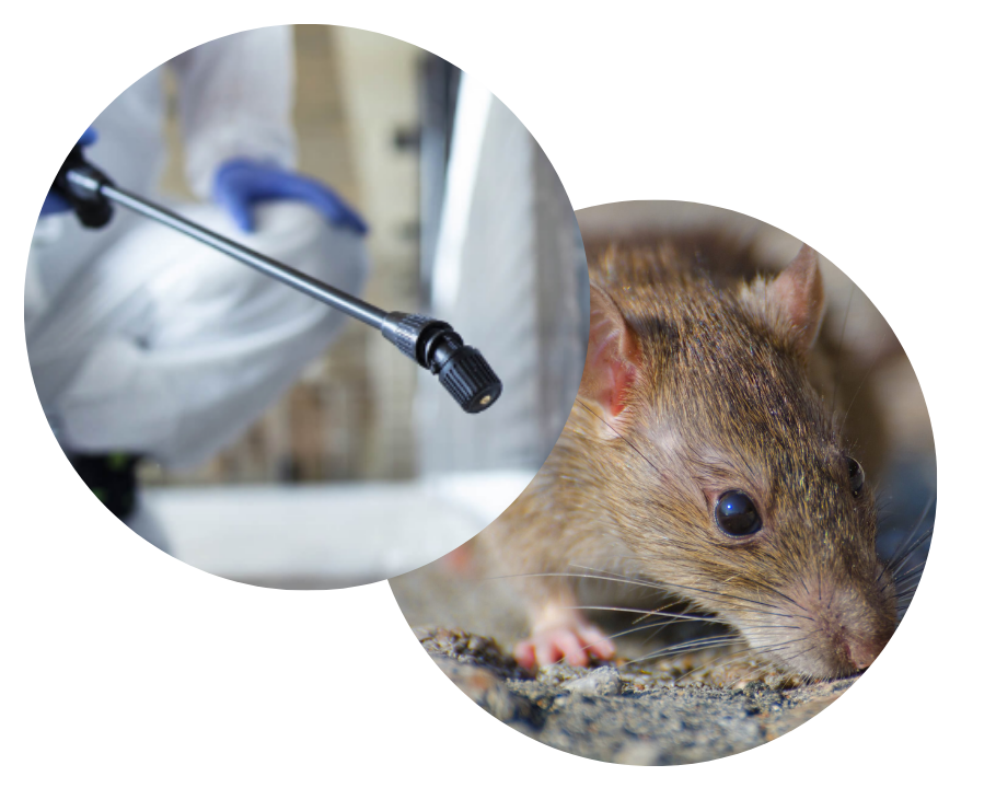 dératisation en tunisie