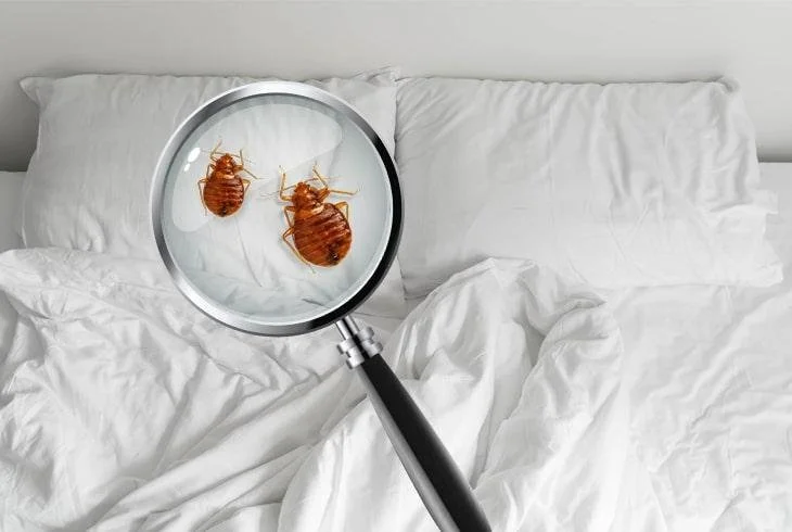 éviter des punaises de lit
