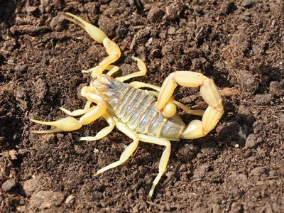 nuisible-scorpion